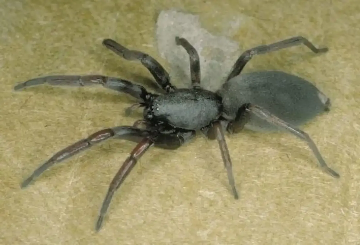 White-tailed spider, Photo copyright Prof Julian White